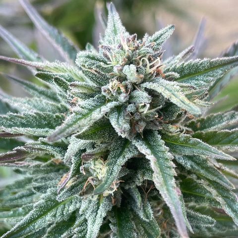 Tiger growlog timeline photo