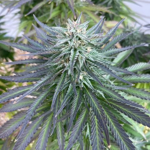 Tiger growlog timeline photo
