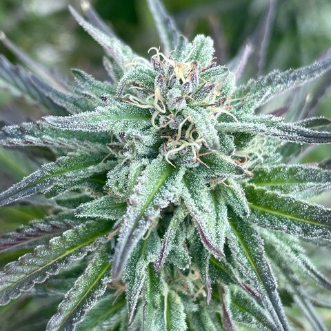 Tiger growlog timeline photo