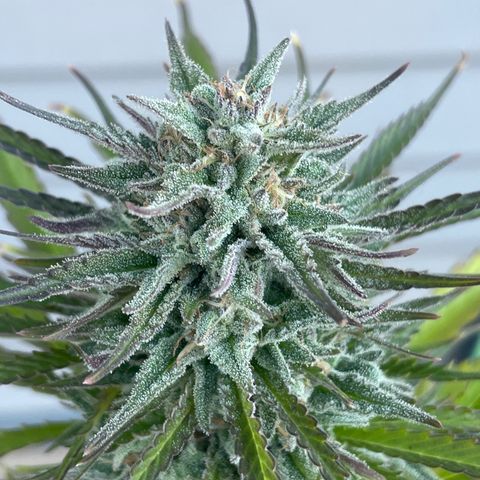 Bear growlog timeline photo