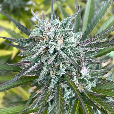 Bear growlog timeline photo