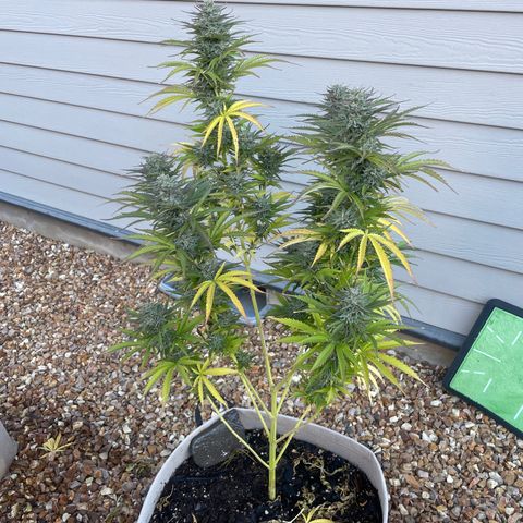 Bear growlog timeline photo