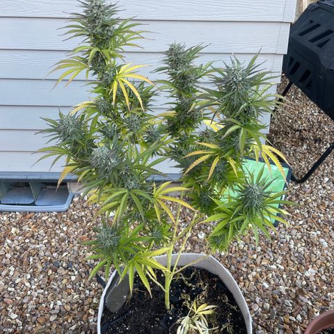 Bear growlog timeline photo