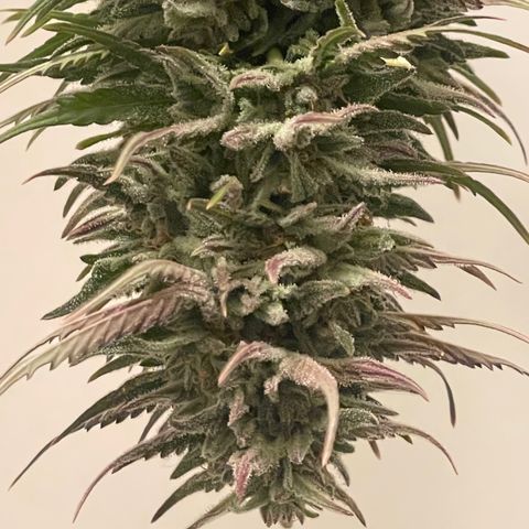 Bear growlog timeline photo
