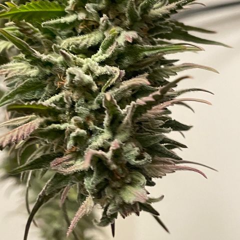 Bear growlog timeline photo