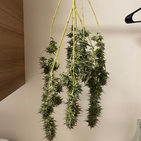 Bear growlog timeline photo
