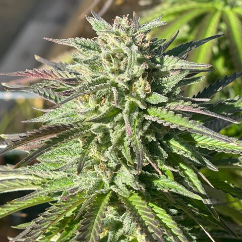 Tiger growlog timeline photo