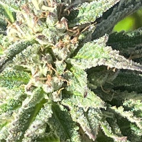 Tiger growlog timeline photo
