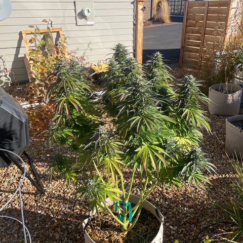 Tiger growlog timeline photo