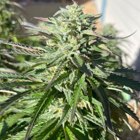 Tiger growlog timeline photo