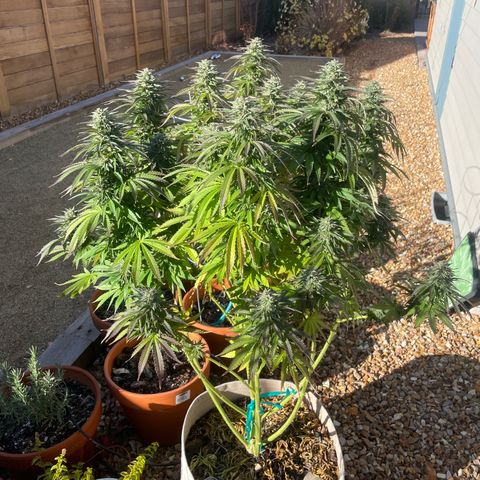 Tiger growlog timeline photo