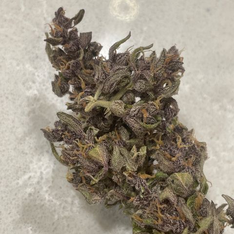 Betty growlog timeline photo