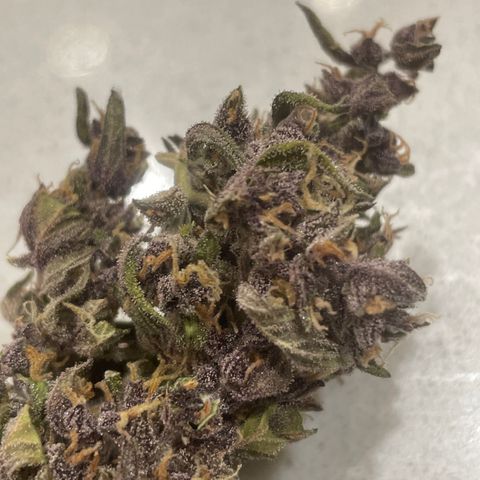 Betty growlog timeline photo