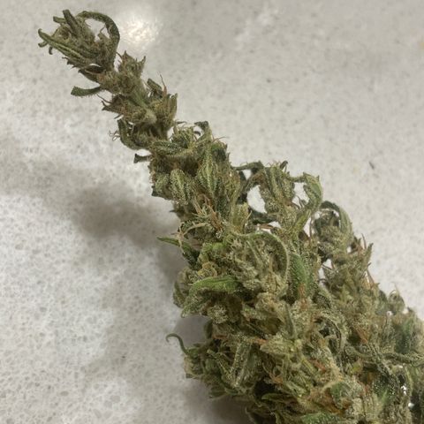 Serra growlog timeline photo