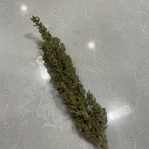 Serra growlog timeline photo