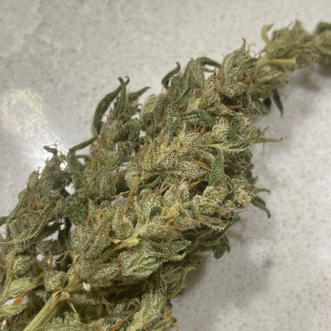 Serra growlog timeline photo