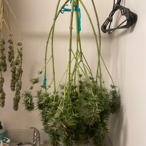 Tiger growlog timeline photo