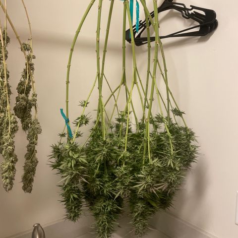 Tiger growlog timeline photo