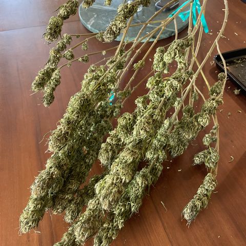 Tiger growlog timeline photo