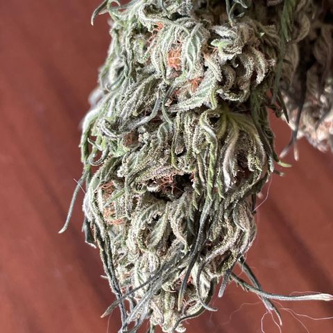 Tiger growlog timeline photo