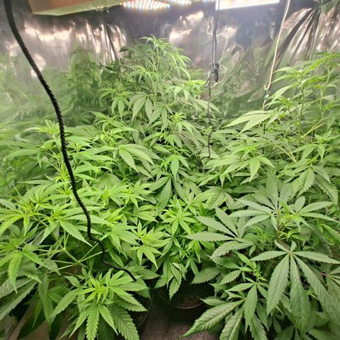 Catnabis  #01-5 growlog timeline photo