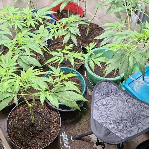 Catnabis  #04 growlog photo: Riego Greenex 