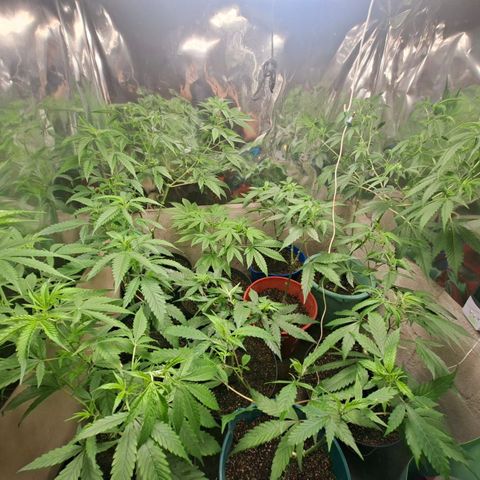 Catnabis  #04 growlog photo: Riego Solo agua 