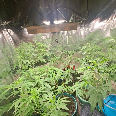 Catnabis  #04 growlog photo: Riego Solo agua 