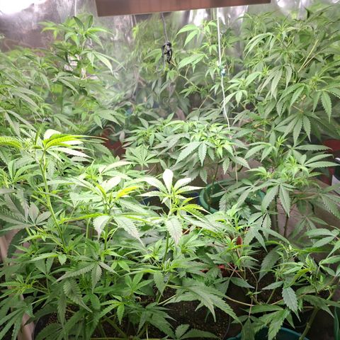 Catnabis  #04 growlog photo: Riego Greenex 