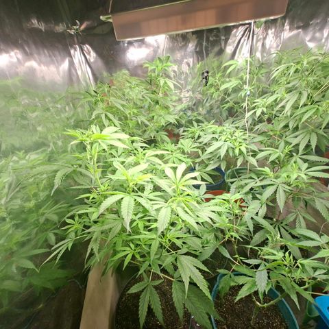 Catnabis  #04 growlog photo: Riego Greenex 