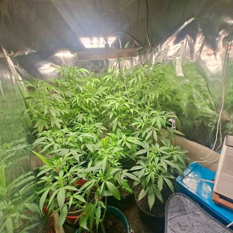 Catnabis  #04 growlog photo: Riego Solo agua 