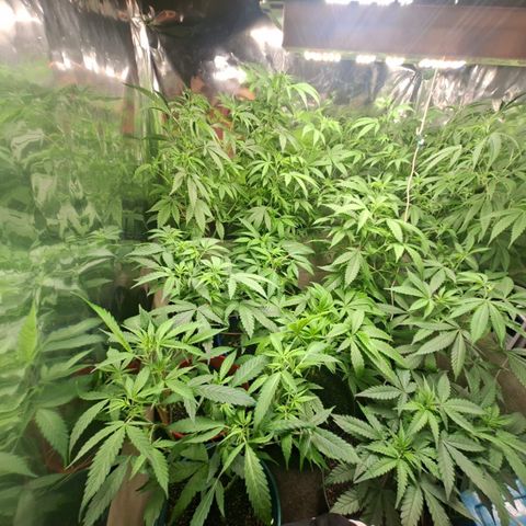 Catnabis  #04 growlog photo: Riego Solo agua 
