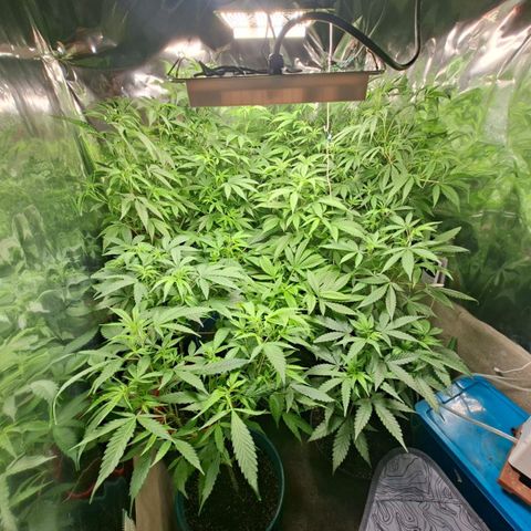 Catnabis  #04 growlog photo: Riego Greenex 