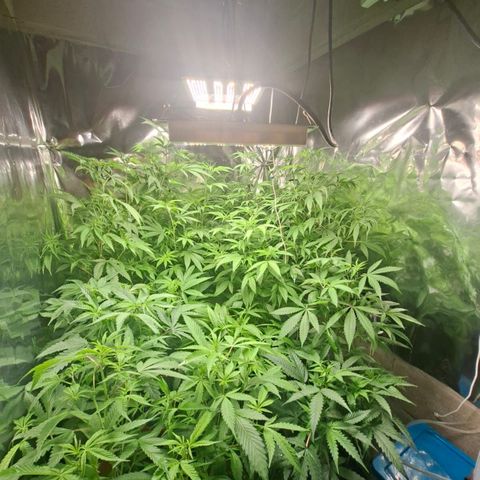 Catnabis  #04 growlog photo: Greenex 