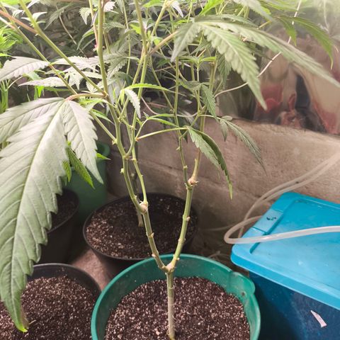 Catnabis  #01-5 growlog photo: Bajo de 1