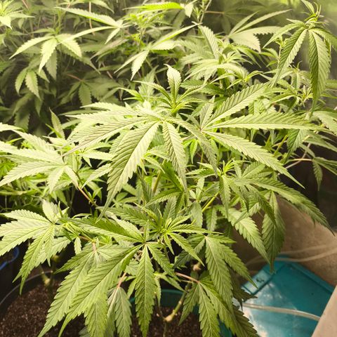 Catnabis  #01-5 growlog photo: Alto de 1