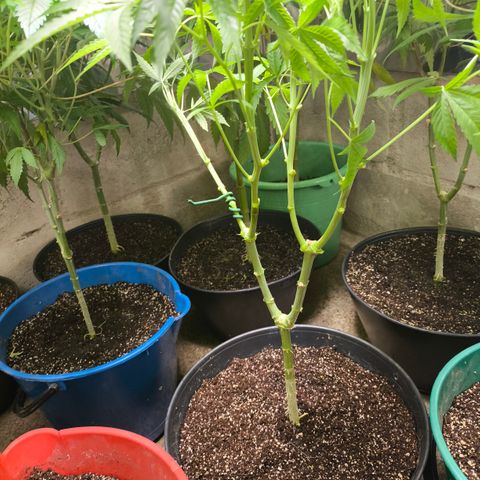 Catnabis  #02-2 growlog photo: Bajo de 2