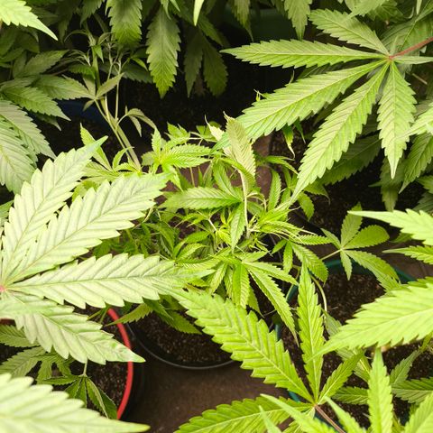 Catnabis  #02-2 growlog photo: Alto de 2