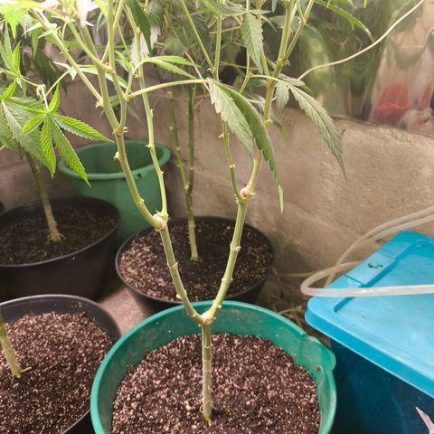 Catnabis  #01-5 growlog timeline photo