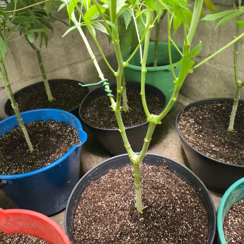 Catnabis  #02-2 growlog timeline photo