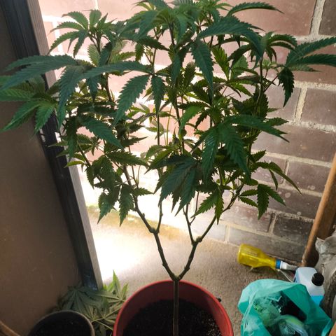 Catnabis  #03-4 growlog timeline photo