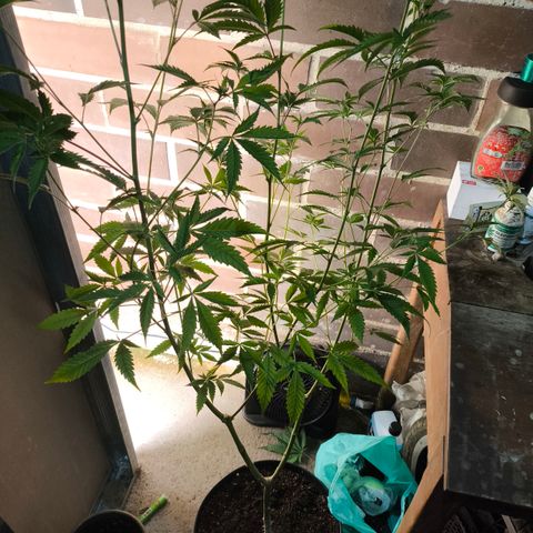 Catnabis  #04 growlog timeline photo