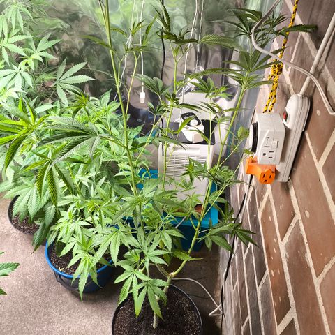 Catnabis  #05 growlog timeline photo