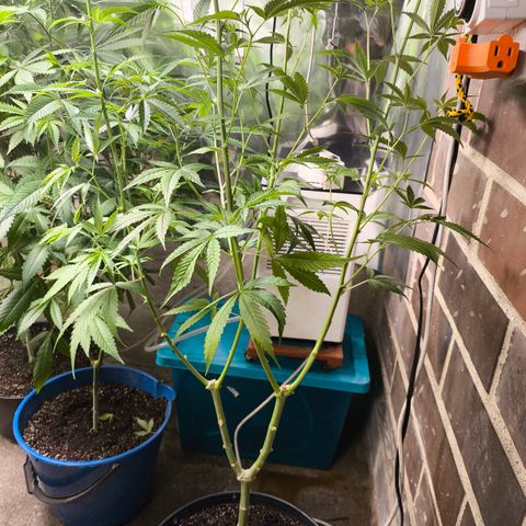 Catnabis  #05 growlog timeline photo