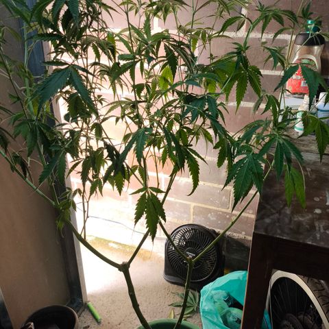 Catnabis  #06 growlog timeline photo