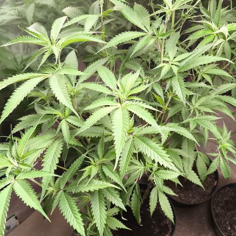 Catnabis  #07 growlog timeline photo