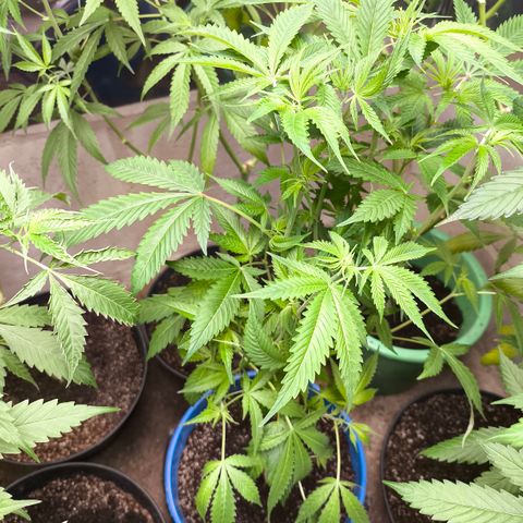 Catnabis  #08-3 growlog timeline photo