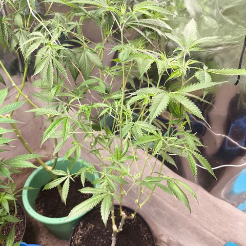 Catnabis  #09-1 growlog timeline photo
