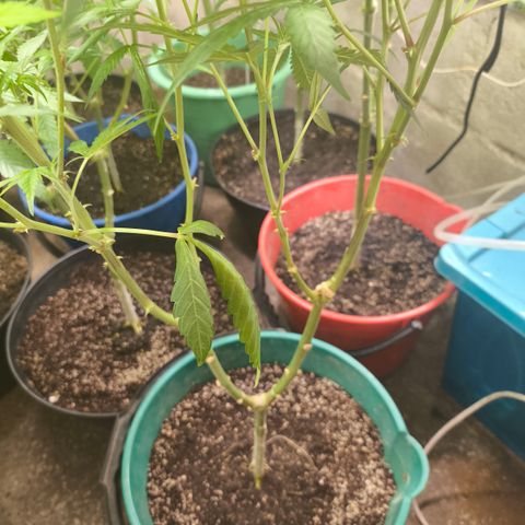 Catnabis  #01-5 growlog timeline photo