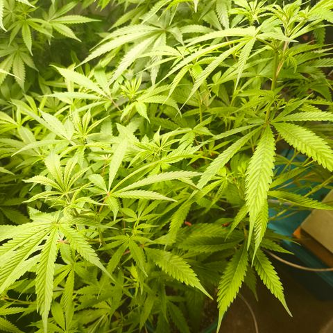 Catnabis  #01-5 growlog timeline photo